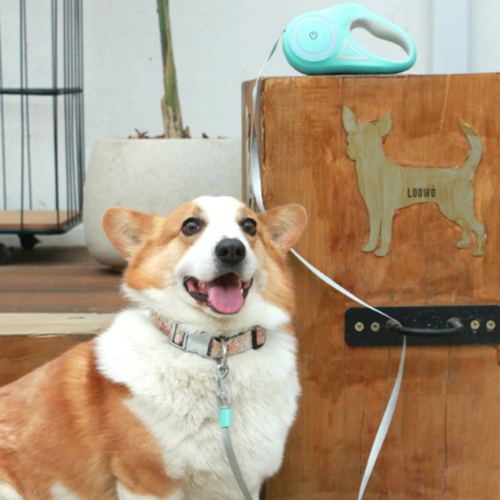 LED Retractable Dog Leash